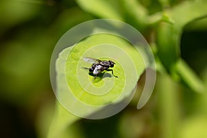 Common fly on a green leaf, macro