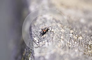 Common fly with red eyes