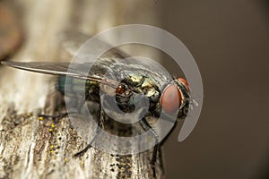Common fly with red eys