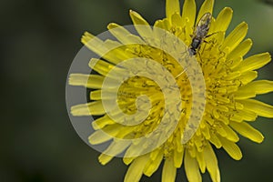 Common fly on a tiny flower