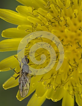 Common fly on a tiny flower