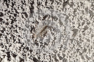 The common flycatcher is a centipede