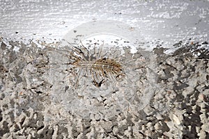 The common flycatcher is a centipede