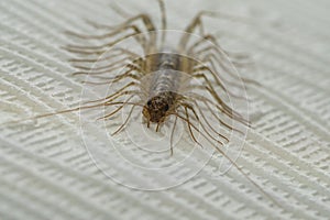 Common flycatcher millipede on the wall