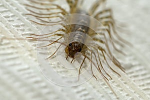 Common flycatcher millipede on the wall