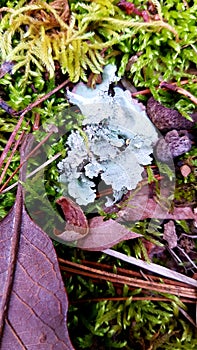 Common foliose greenshield lichen on garden floor