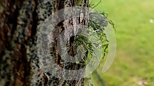 Common foliose greenshield lichen on oak trunk