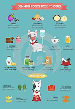 Common foods toxic to dogs infographic