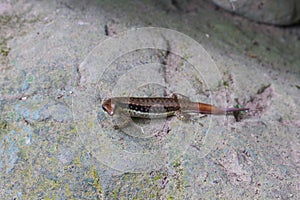 Common Forest Skink in forest