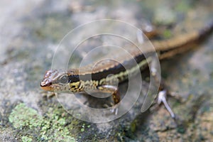 Common Forest Skink in forest