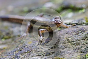 Common Forest Skink in forest