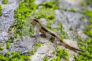 Common Forest Skink in forest photo