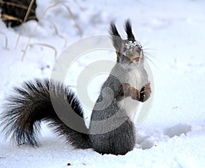 Common forest squirrel in the forest park