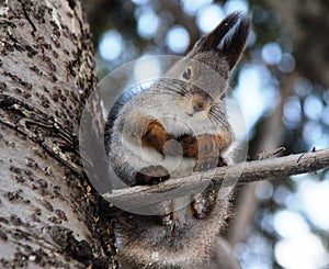 Common forest squirrel in the forest park