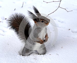 Common forest squirrel in the forest park