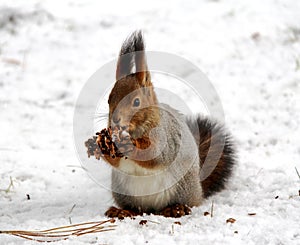 Common forest squirrel in the forest park
