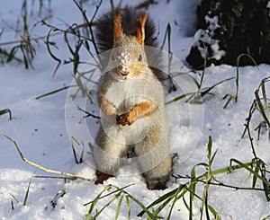 Common forest squirrel in the forest park
