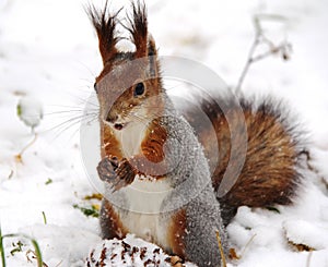 Common forest squirrel in the forest park