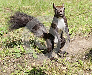 Common forest squirrel in the forest park
