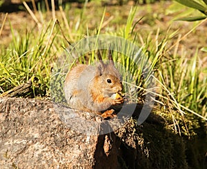 Common forest squirrel in the forest park