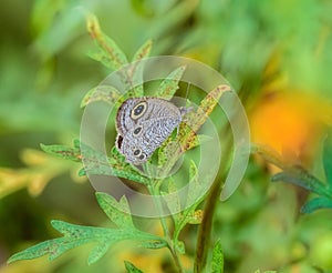 Common fourring, Ypthima huebneri, butterfly feeding on flowers