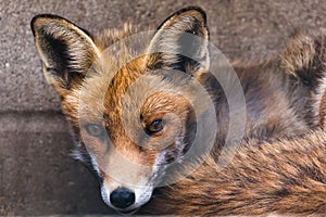Common Fox facing the camera photo