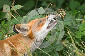 Common Fox Nibbling Blackberries