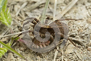 Common fox spider, Alopecosa pulverulenta on ground