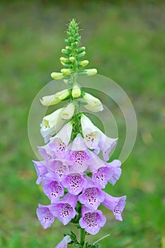 Common foxglove