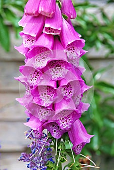 Common Foxglove