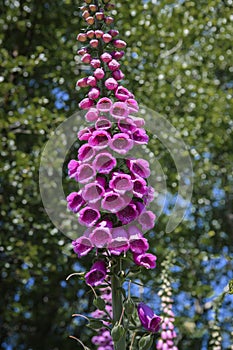 Common Foxglove, Digitalis purpurea