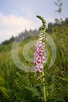 The Common foxglove Digitalis purpurea in Czech Republic