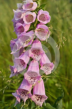 The Common foxglove Digitalis purpurea in Czech Republic