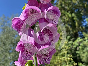 Common foxglove / Digitalis purpurea / Rote Fingerhut, Digitale pourpre, Grande Digitale, Digitale rossa, Dedalera, Digital