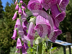 Common foxglove / Digitalis purpurea / Rote Fingerhut, Digitale pourpre, Grande Digitale, Digitale rossa, Dedalera, Digital