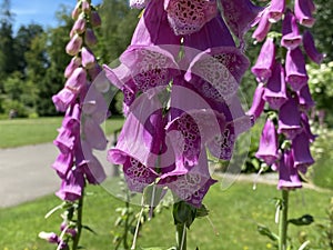 Common foxglove / Digitalis purpurea / Rote Fingerhut, Digitale pourpre, Grande Digitale, Digitale rossa, Dedalera, Digital photo