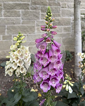 Common foxglove flowers in shades of purple and white at Shaddock Park in University Park, Texas.