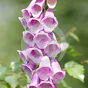 Common foxglove