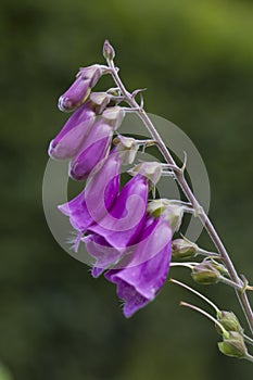 Common Foxgloves, Digitalis purpurea -  ornamenal plant native to Europe in naturalistic or cottage style gardens