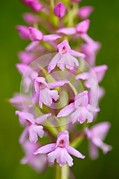 Common Fragrant Orchid, Gymnadenia conopsea, flowering European terrestrial wild orchid in nature habitat. Beautiful detail of