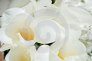 Common freesia refracta