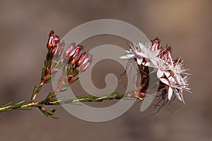 Common Fringe Myrtle