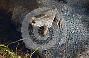 Společný žába 