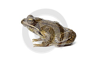 Common frog