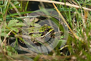 Common frog