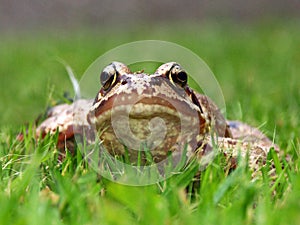 Common Frog