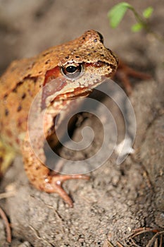 Common frog