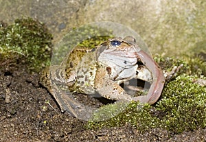 Common Frog Eating