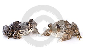 Common frog