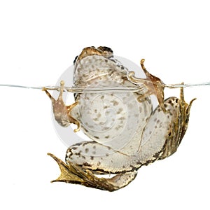 Common frog